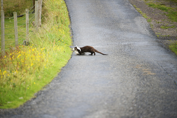 Thimbleanna: Shetland