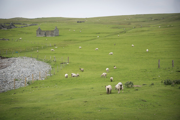 Thimbleanna: Shetland