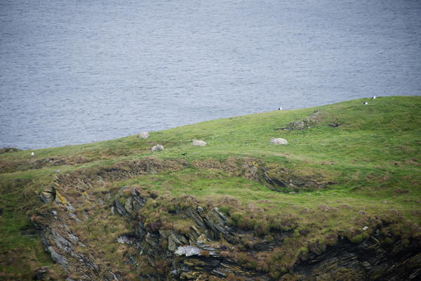 Thimbleanna: Shetland